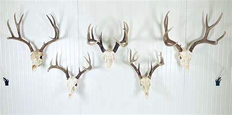 Deer Skull Hanger Euro Mount Bracket Bear Antelope Grakksaw - Etsy