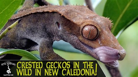 CRESTED GECKOS IN THE WILD! Are we keeping them correctly? (New Caledonia, 2018) - YouTube