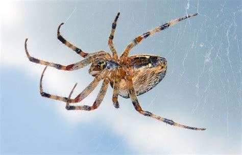 Garden Spider Brown With Striped Legs | Fasci Garden