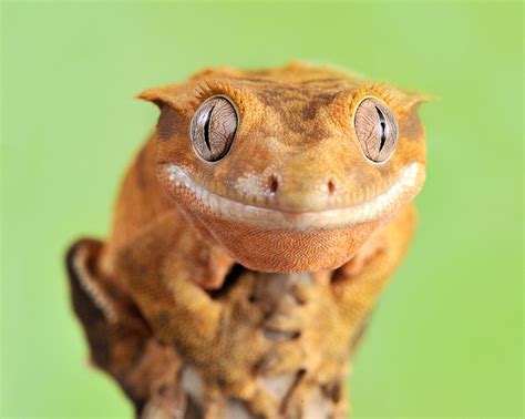 Crested Gecko | Gecko, Crested gecko morphs, Crested gecko