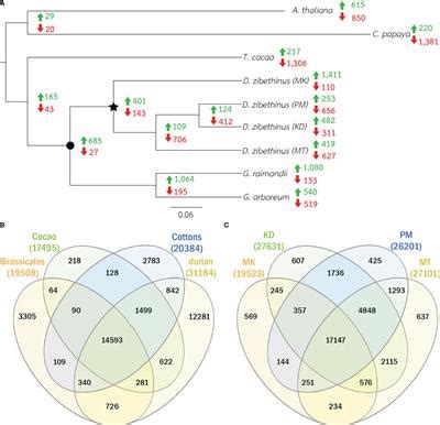 Frontiers | Resequencing of durian genomes reveals large genetic variations among different ...