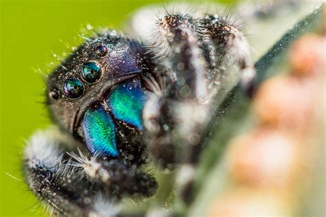 Radioactive Spider Photograph by Richard Cooper - Fine Art America