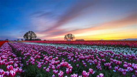 Tulip Farm Wallpapers - Wallpaper Cave