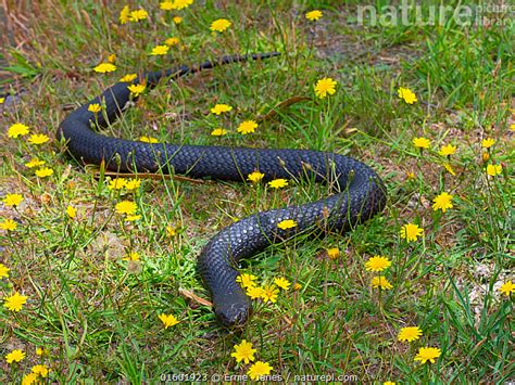 Stock photo of Tasmanian tiger snake (Notechis scutatus) highly venomous species.... Available ...