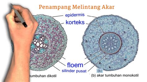 Gambar Penampang Melintang Akar Dikotil : Gambarkan Penampang Melintang Dari Akar Monokotil Dan ...