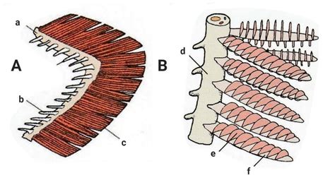 Gross gill anatomy. A) Gill holobranch and B) magnified section of a ...