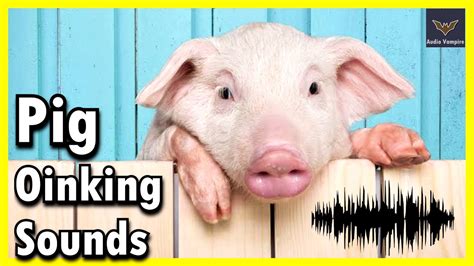 Pig Oinking Sounds | Sound effect | Audio Vampire - YouTube