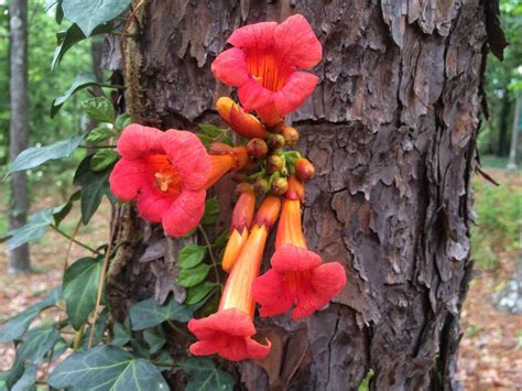 Scarlet Trumpet Vine, Garden Center Bareroot: Jung Seed Company | lupon ...