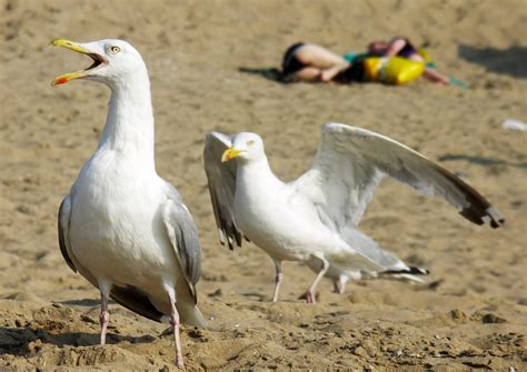 Angry Seagull Free Photo Download | FreeImages