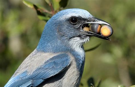 Scrub Jays—The Ultimate Bird Brain | Answers in Genesis