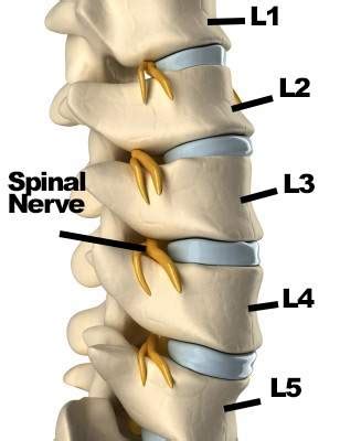 Lumbar L4 And L5 Vertebrae Exercises – Online degrees