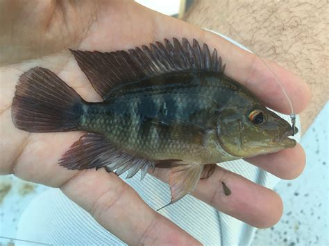 Cichlid, Midas Kenman | www.roughfish.com