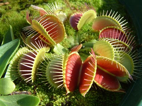 Venus Flytrap Facts For Kids Interesting Facts About The Venus Fly Trap