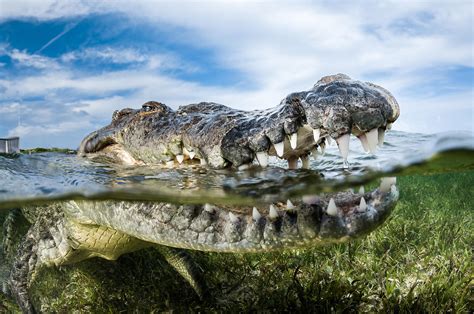 Greg Lecoeur Underwater and Wildlife Photography | American crocodile, Crocodylus acutus