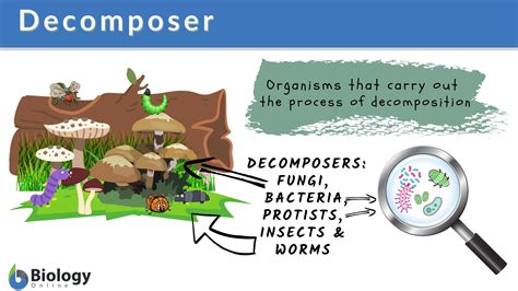 Decomposer Definition and Examples - Biology Online Dictionary