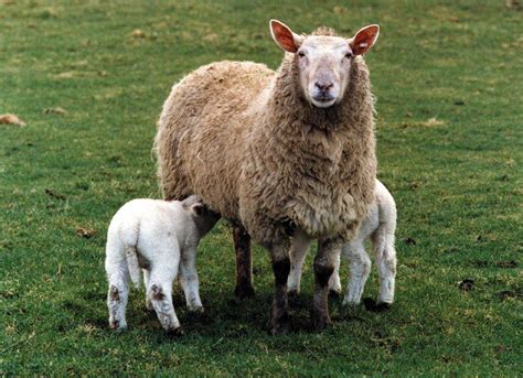 Careful ewe feeding the key to successful lamb production