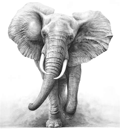The Charge 1997 (African elephant) | Elephant sketch, Elephant tattoos, Elephant drawing
