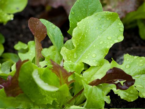 20 Easy Fruit and Vegetable Varieties to Grow in Containers - Lettuce ...