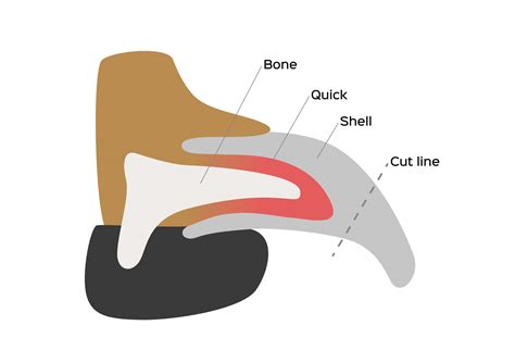 How To Stop Dog Nail Bleeding (Plus Dog Nail Care Tips)