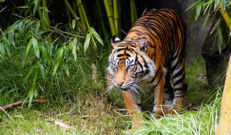 South China Tiger Facts, Habitat, Behavior, Diet, Pictures