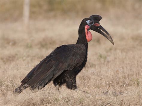 Abyssinian Ground Hornbill. Photo by Hakan Pohlstrand. | Bale Mountains National Park Ethiopia