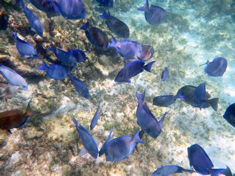 Isla Contoy: Snorkeling at Ixlache Reef & Eco-paradise Tour - Cancun ...