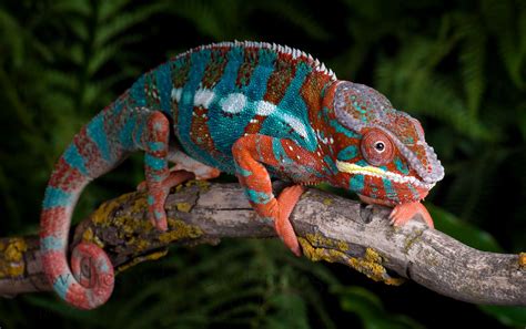 Gorgeous panther chameleon, a red body blue bar Ambilobe. My favorite look for a panther, solid ...