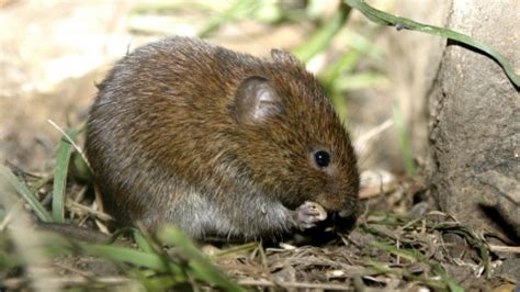 Bank vole | Yorkshire Wildlife Trust