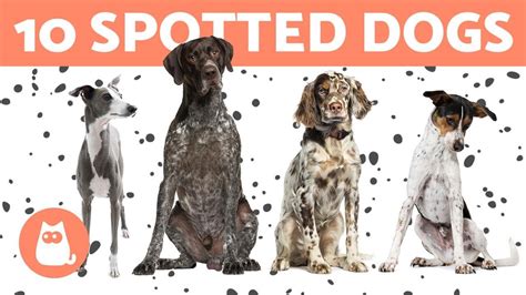 10 SPOTTED DOG BREEDS 🐶 Popular Dogs with Spots - YouTube