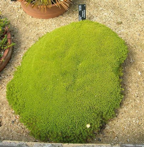 Cushion Moss Plant Guide (Care Tips, Facts and Pictures)