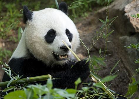 Smithsonian Magazine — The Smithsonian National Zoo Welcomes a Baby ...