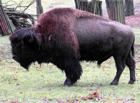 Wisent Vs Bison : Adaptations - European Bison : Żubr), commonly called an 'european bison ...