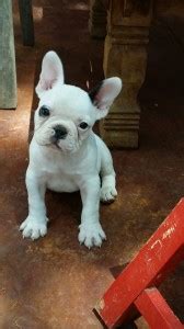 Crate Training Your Frenchie Pup - French Bulldogs LA