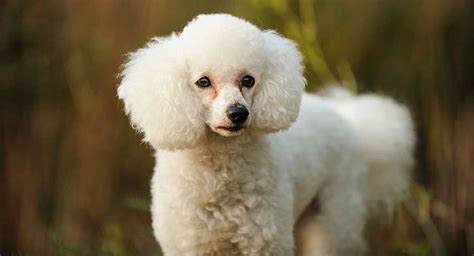 11 Poodle Colors from Least to Most Rarest - Rarest.org