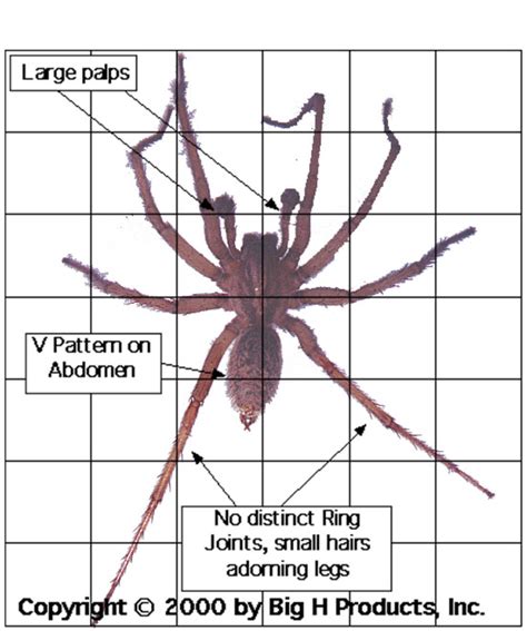 The Truth About the Hobo Spider: Deadly or Not? | HubPages