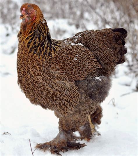 52 best Brahma chicken colors that I have images on Pinterest | Chicken ...