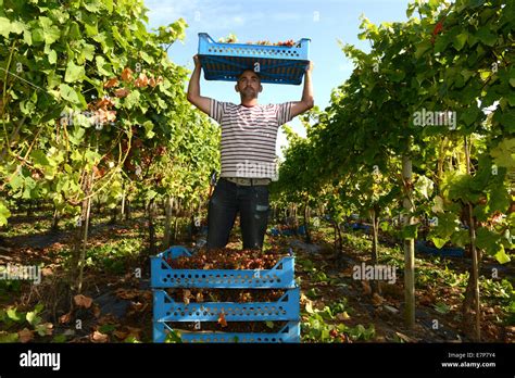 Grape picking pickers harvest harvesting grapes at Halfpenny Green Vineyard Uk Stock Photo - Alamy