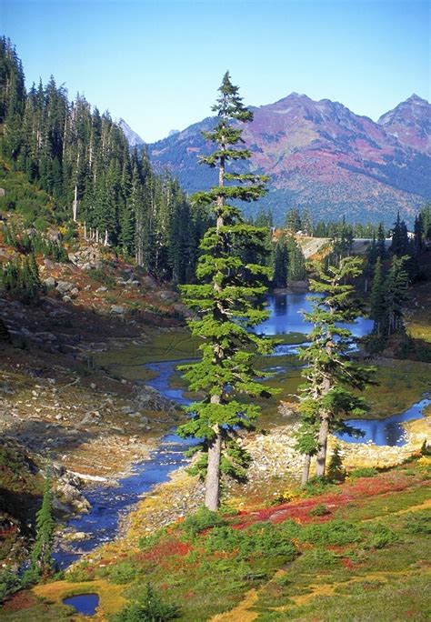 Trees Planet: Tsuga mertensiana - Mountain hemlock