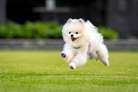 White Pomeranian: Info, Pictures, Origin & History – Dogster