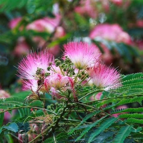 Mimosa Tree 1 Live Mimosa Tree Flowering Mimosa Tree Pink - Etsy