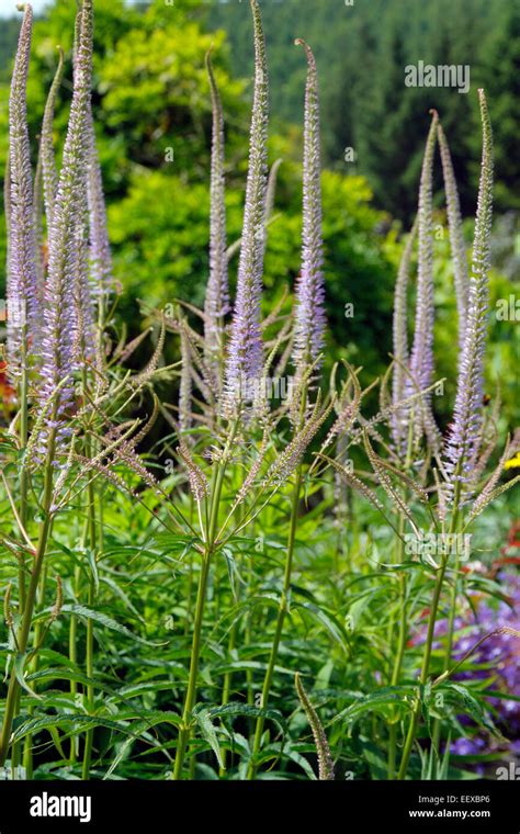 Veronicastrum virginicum 'Lavendelturm' Stock Photo - Alamy