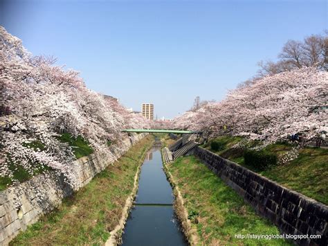 A Global Life: Nagoya : Cherry Blossoms near Yamazaki River