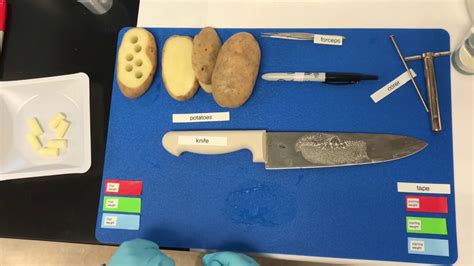 Potato Lab Osmosis Lab Report