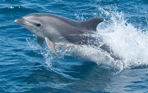 Bottlenose Dolphin - Dolphin Facts