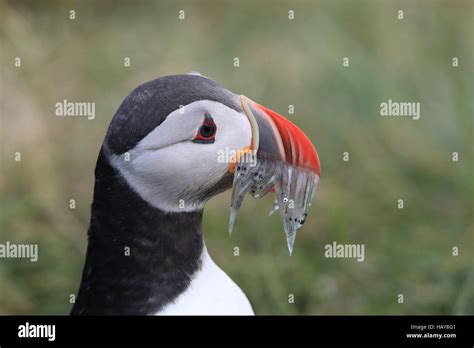 Atlantic Puffin with fish in mouth Iceland Stock Photo - Alamy