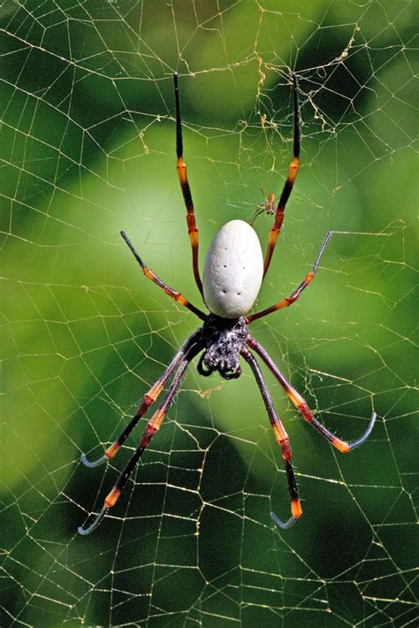 Photos of Nephilidae, golden orb web spiders