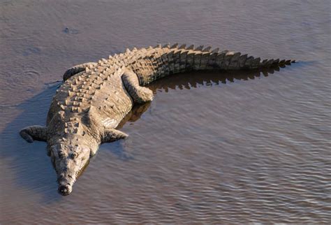 Wildlife in Haiti - Types of Haitian Animals - A-Z Animals