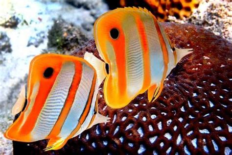 Copperband butterflyfish: care, compatibility, reef safe