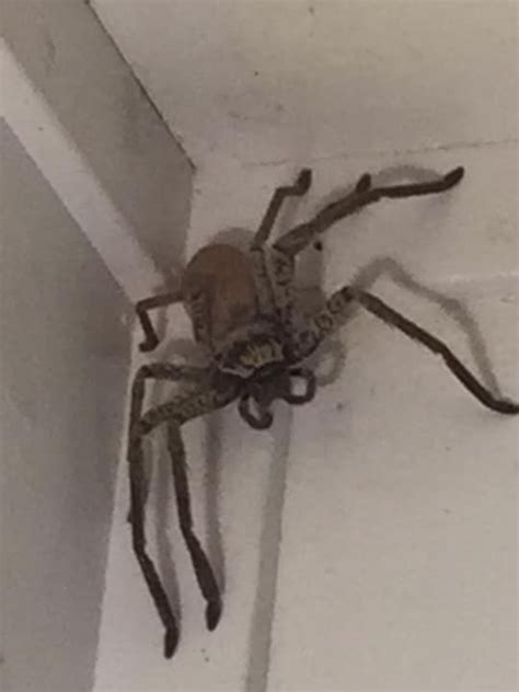 Huntsman spider scares Bluewater woman: people tell her to kill it with fire | The Advertiser