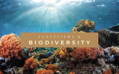 Ecosystems and Biodiversity | Africa Centre of Excellence in Coastal Resilience (ACECoR)